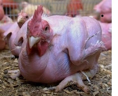 Advantages And Disadvantages Of Featherless Naked Chickens Owlcation Vlrengbr