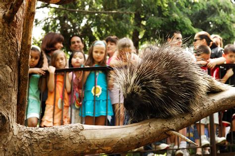 The me at the zoo challenge is to support all the zoos across the world. 15 Best Zoos and Aquariums In and Around New York City ...