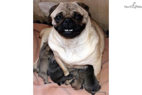 What is the difference between adopting a dog, adopting a cat, adopting a kitten or adopting a puppy versus getting dogs for sale, cats for sale, puppies for sale or kittens for sale from. Pug puppy for sale near Tri-cities, Tennessee | 32da8a4e-ef31