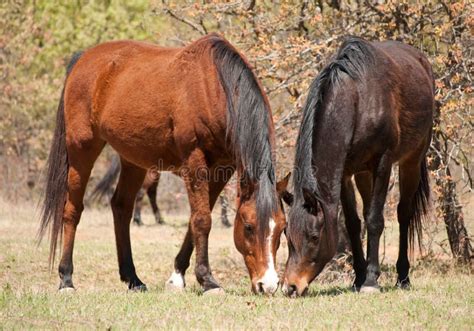 Two Horses Eating Spring Grass Stock Image Image Of Animal Pair