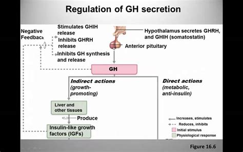 Growth Hormone Control And Function Youtube