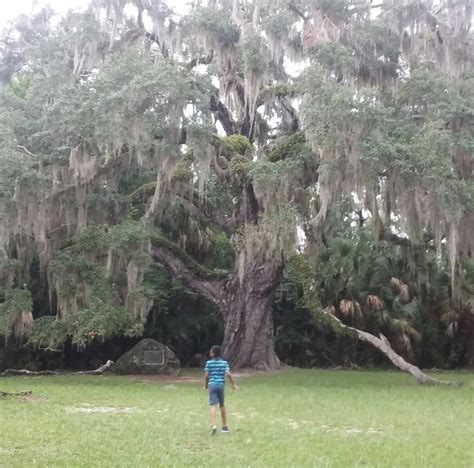 A 2000 Year Old Fairchild Oak Tree Situated In Flagler Beach It Is