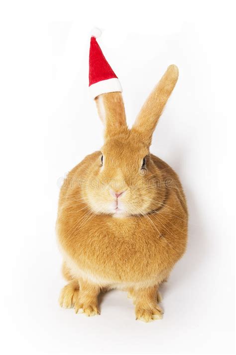 Rabbit Wearing Santa Hat Stock Photo Image Of Santa Cute