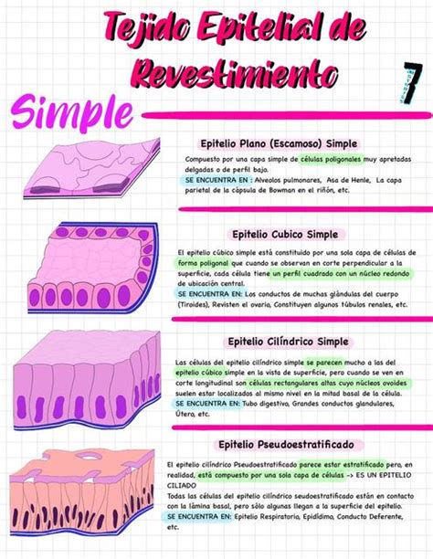 Tejido Epitelial De Revestimiento Simple Jr Studies 7 Udocz