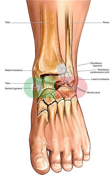 How many floors does st. Normal Anatomy of the Ankle | Doctor Stock in 2020 | Upper body hiit workouts, Ankle anatomy ...
