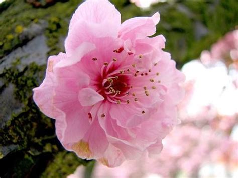 National Flowers Of World Countries Japan Cherry Blossom