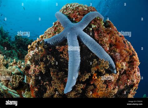 Blue Starfish In Coral Reef Linckia Laevigata Bunaken North Sulawesi