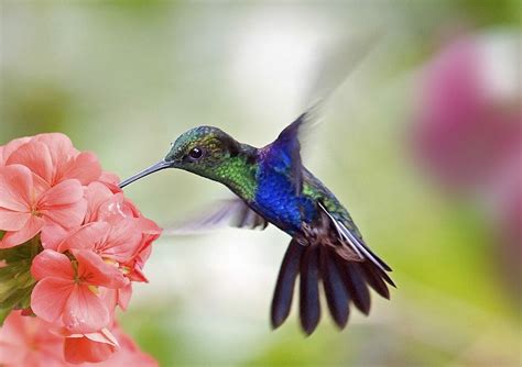 Do Hummingbirds Pollinate Birdwatching Buzz