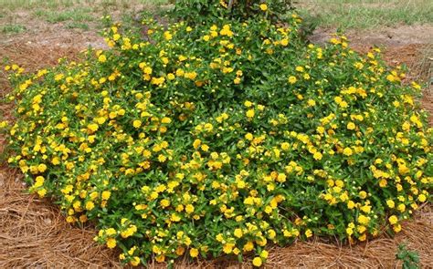 Lantana Ground Cover Yellow Ground Cover Good