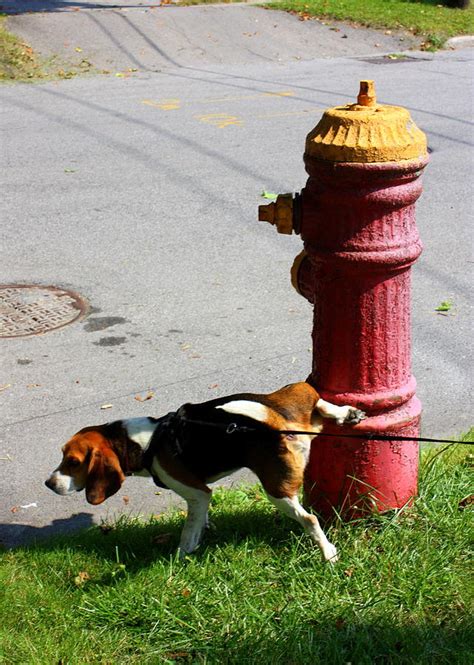 Fire Hydrant Dog By Amanda Mckenney