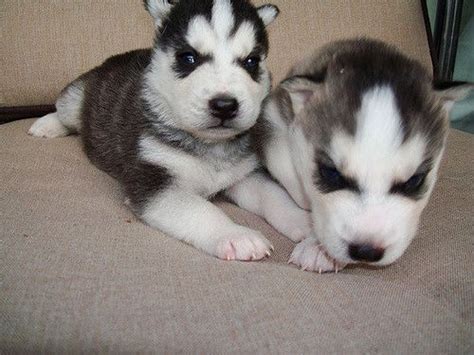 Please understand we are 100% volunteer based. Siberian Husky Puppies For Sale | Orlando, FL #208144
