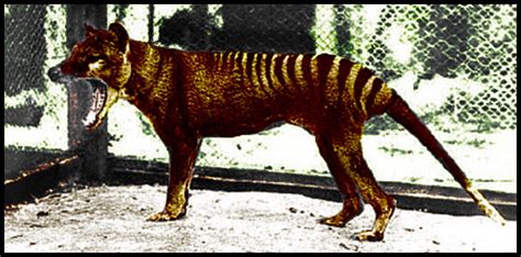 What Happened To The Tasmanian Tiger