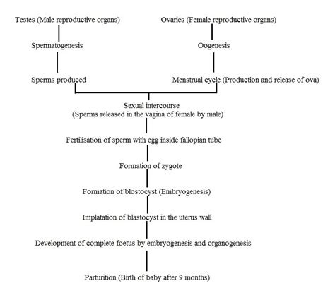Flow Chart On Human Reproduction Biology Human Reproduction