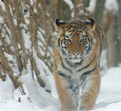 Siberian Tiger Range