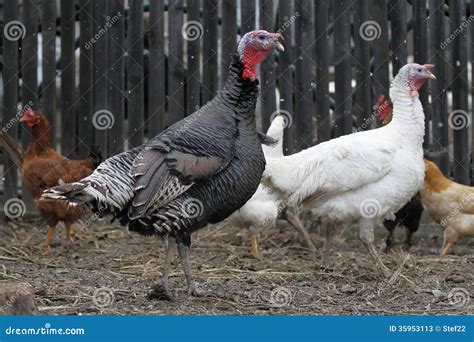 Domestic Turkeys Stock Image Image Of Male Food Feathery 35953113