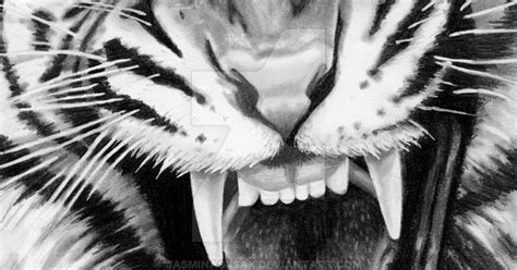 Roaring Tiger Graphite Drawing By Jasminasusak Deviantart Com On
