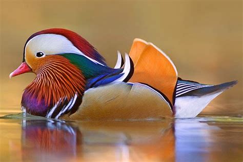Top 10 Most Beautiful Birds In The World That Look So Stunning
