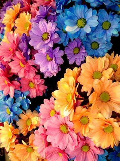 Pin De Verycoolphotoblog Em Multicolors Flores Coloridas Flores