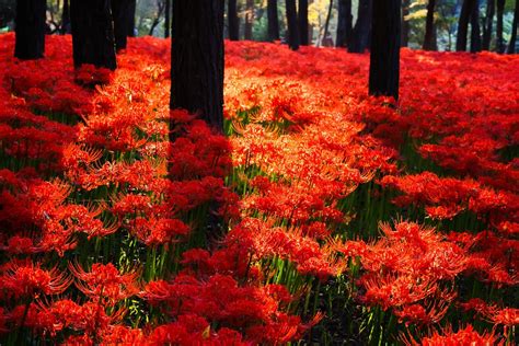 Kinchakuda Higanbana Fields Enjoy Fiery Red Flowers Near Tokyo