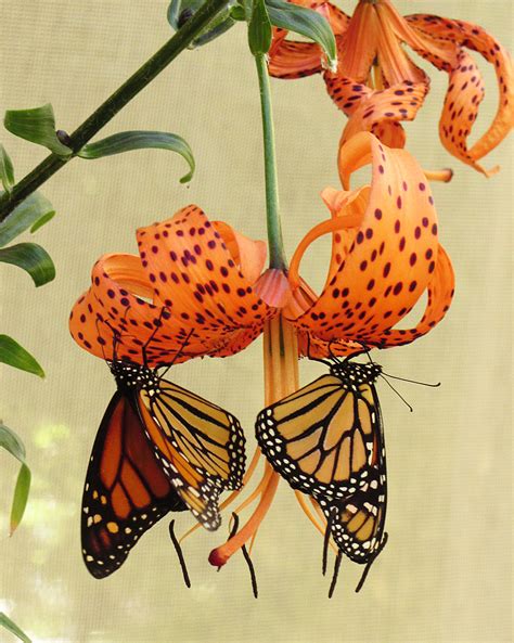 Filetwo Monarch Butterflies
