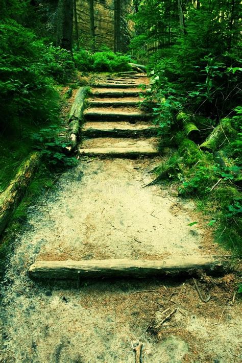 Old Wooden Stairs In Overgrown Forest Garden Tourist Footpath Steps