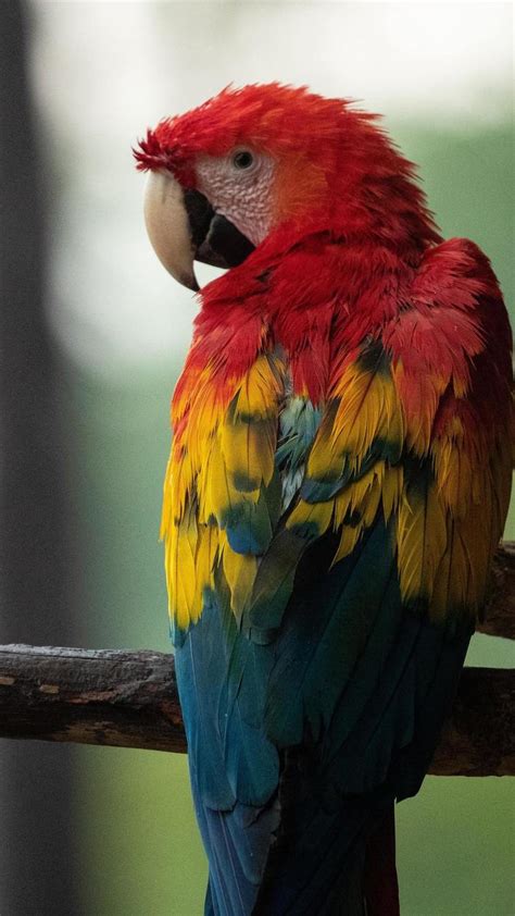 1080x1920 1080x1920 Macaw Parrot Birds Hd 5k For Iphone 6 7 8