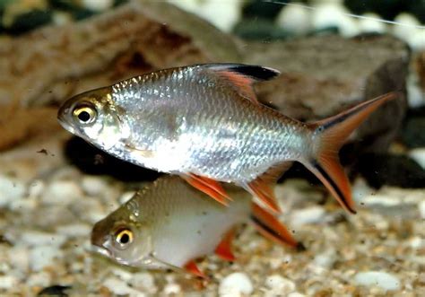 Barbo Tinfoil De Cauda Vermelha Barbonymus Altus Myaquarium