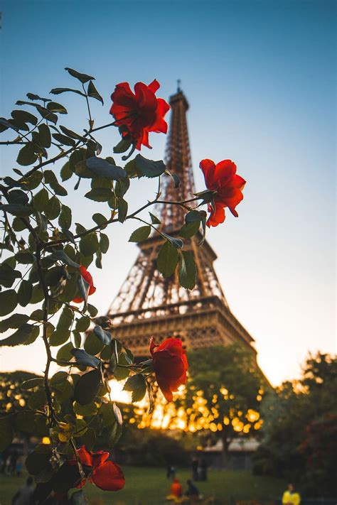 Hd Wallpaper Evening Lights Eiffel Tower Paris Flower Plant City