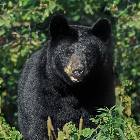 Myth Bears Attack If They Sense Fear North American