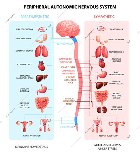 The sympathetic nervous system makes up part of the autonomic nervous system, also known as the involuntary nervous system. Human Peripheral Autonomic Nervous System Sympathetic ...