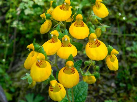 Calceolaria Corymbosa World Of Flowering Plants