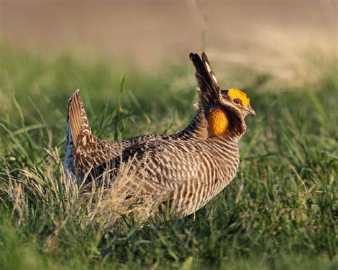 State Endangered Greater Prairie Chickens Unique Mating Dance To Be