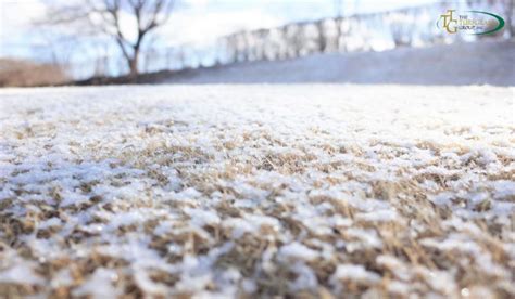 How Planting Winter Grass Can Save Your Lawn The Turfgrass Group Inc