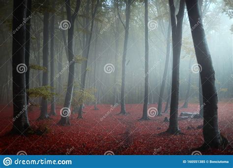 Strange Blue Light In Foggy Forest Fairy Tale Woods Stock