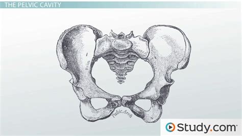 Bones Of The Pelvis Definition And Function Video And Lesson