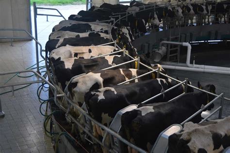 Common Dairy Cattle Diseases Symptoms And Treatment Check How This Guide Helps Dairy Farmers