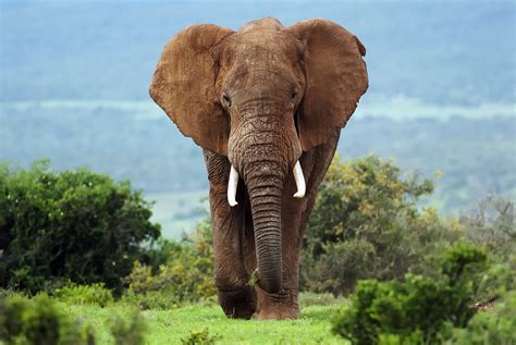 African Bush Elephant •