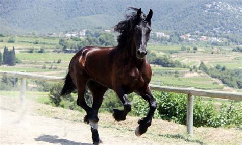 Friesian Horse Breed History, Characteristics & Uses - Horsey Hooves