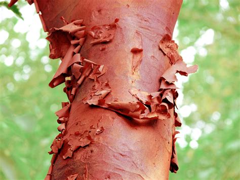 Peeling Red Bark 2 Free Stock Photo - Public Domain Pictures