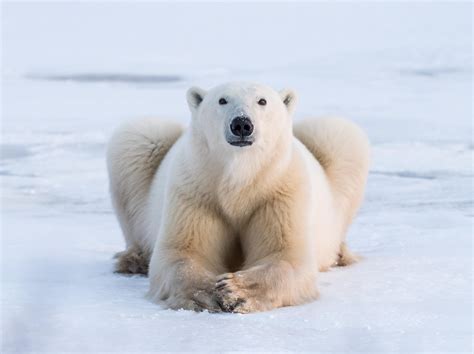 Dream Come True I Walked With And Photographed Polar Bears In The