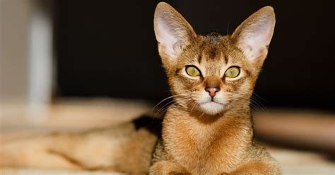 Abyssinian Cat Breed Complete Guide A Z Animals