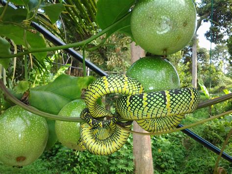 The name fruit of the poisonous tree is thus a metaphor: Mini Fruit Farm@PeterTean.com: July 2012