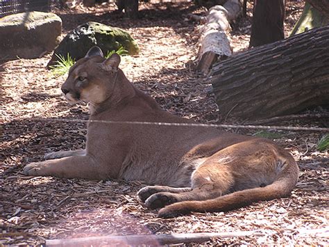 Unique Animals In Country Puma Concolor Puma