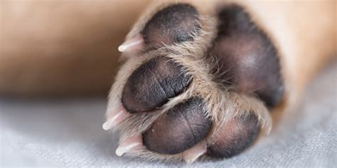 What Color Should A Dogs Paw Pad Be Depends On Age And Breed