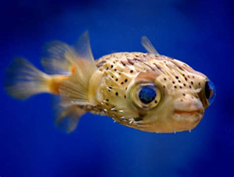 Cute Puffer Fish Rfish