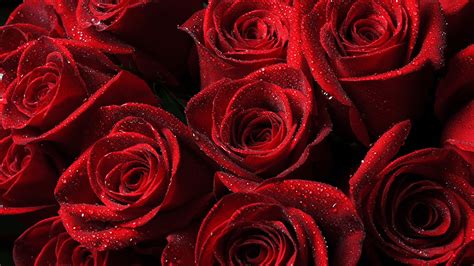 Ultra Hd Wallpaper 3840x2160 Roses Red Drops Petals 4k Ultra Hd Hd