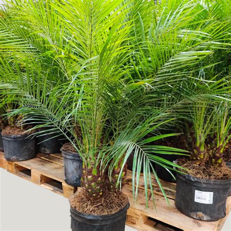 Phoenix Palm Buy Date Palm Plant At Nursery Nisarga