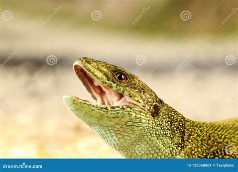 Angry Lizard Stock Photos Download 877 Royalty Free Photos