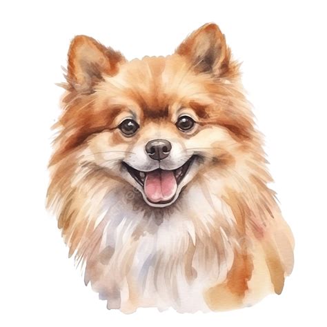 Watercolor Dog Pomeranian Watercolor Hand Drawn Clip Art Png