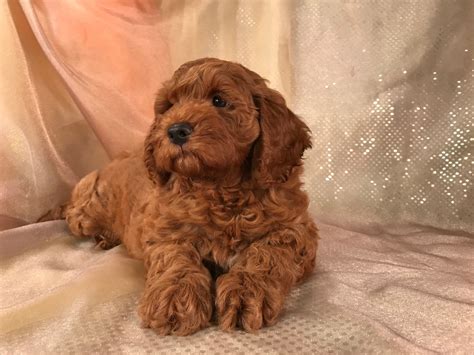 Dark Red Cockapoo Puppies For Sale In Iowa Professional Breeders